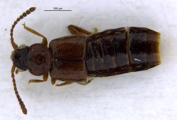 Media type: image;   Entomology 6567 Aspect: habitus dorsal view